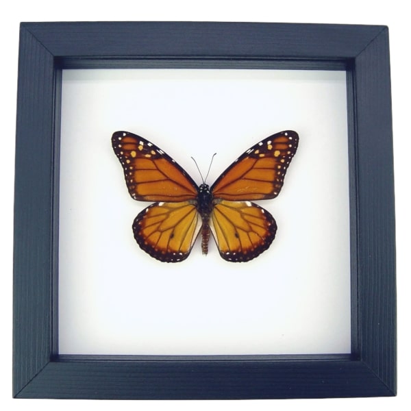 Southern Monarch Butterfly Framed Danaus erippus Male Classic Black Display