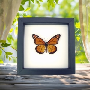 Southern Monarch Butterfly Framed Danaus erippus Male Classic Black Display
