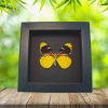 Delias splendida Butterfly Rare Yellow Framed Taxidermy Moonlight Display