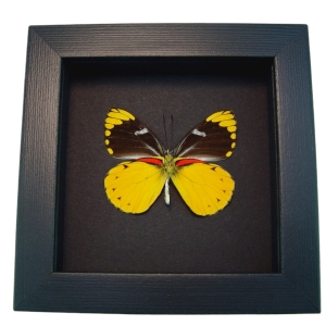 Delias splendida Butterfly Rare Yellow Framed Taxidermy Moonlight Display