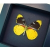 Delias splendida Butterfly Rare Yellow Framed Taxidermy Moonlight Display