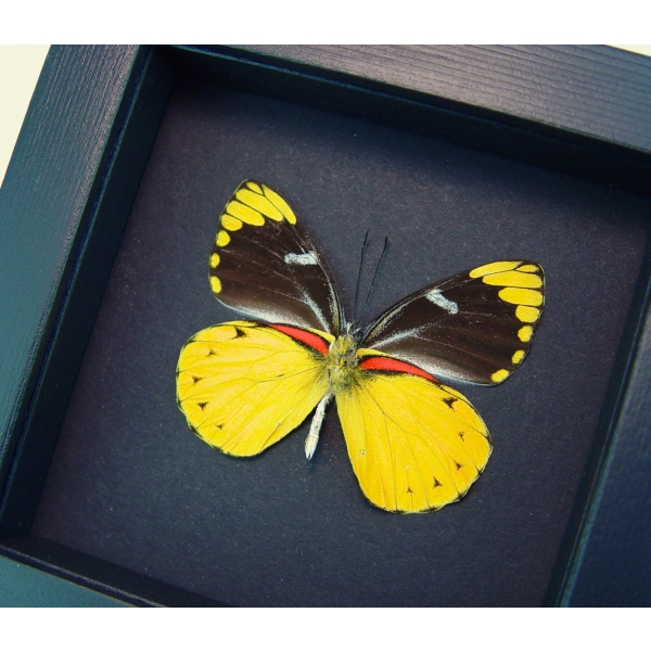 Delias splendida Butterfly Rare Yellow Framed Taxidermy Moonlight Display