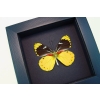 Delias splendida Butterfly Rare Yellow Framed Taxidermy Moonlight Display