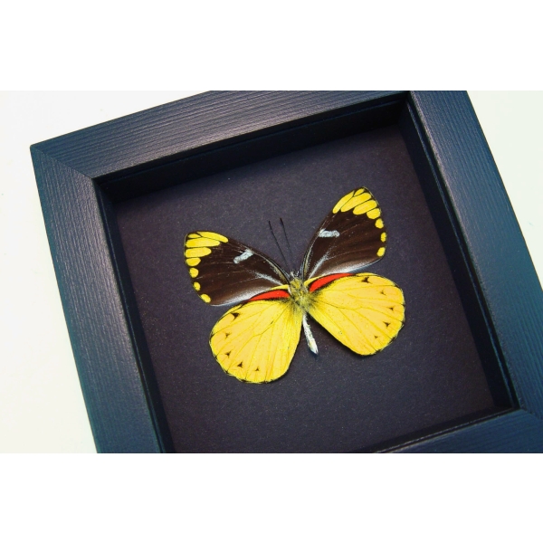 Delias splendida Butterfly Rare Yellow Framed Taxidermy Moonlight Display