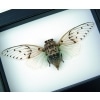 Ayuthia spectabilis Framed White Ghost Cicada Taxidermy Classic Black Display