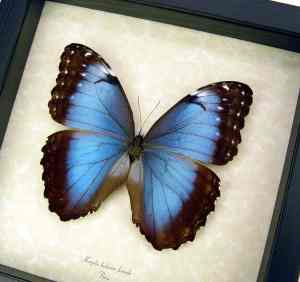 Morpho helenor Female XL Framed Blue Morpho Butterfly Display