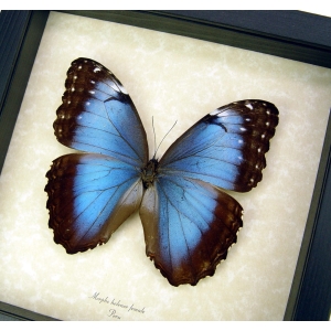 Morpho helenor Female XL Framed Blue Morpho Butterfly Display