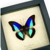 Rare Electric Blue Purple Butterfly Prepona omphale Framed Taxidermy Display
