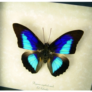 Rare Electric Blue Purple Butterfly Prepona omphale Framed Taxidermy Display