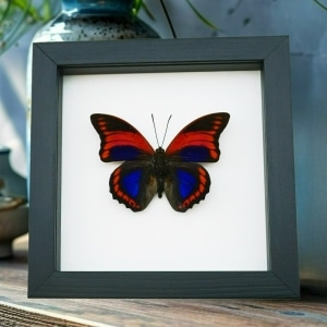 Prepona praeneste Purple Red Butterfly Framed Taxidermy Classic Black Display