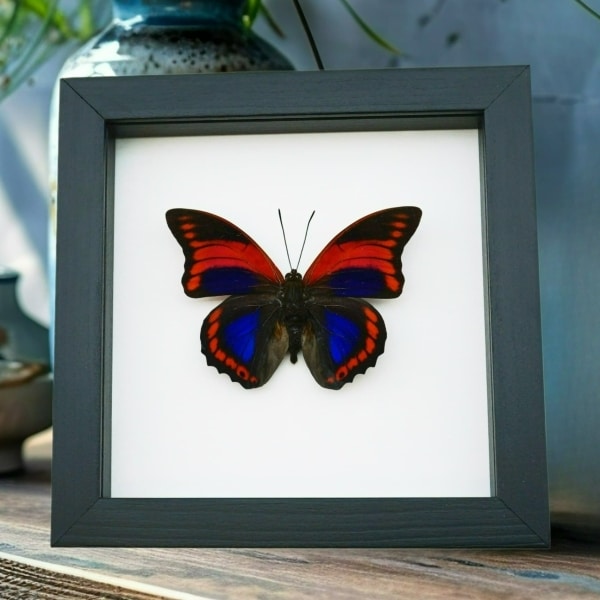 Prepona praeneste Purple Red Butterfly Framed Taxidermy Classic Black Display