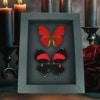 Red Heart Butterfly Set Real Framed Butterflies Taxidermy Moonlight Display