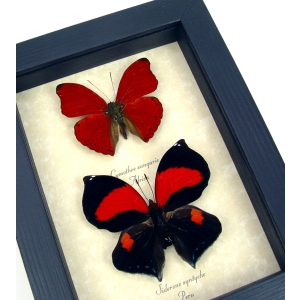 Red Heart Butterfly Set Real Framed Butterflies