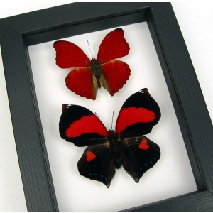 Red Heart Butterfly Set Real Framed Butterflies Classic Black Display