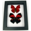 Red Heart Butterfly Set Real Framed Butterflies Taxidermy Classic Black Display