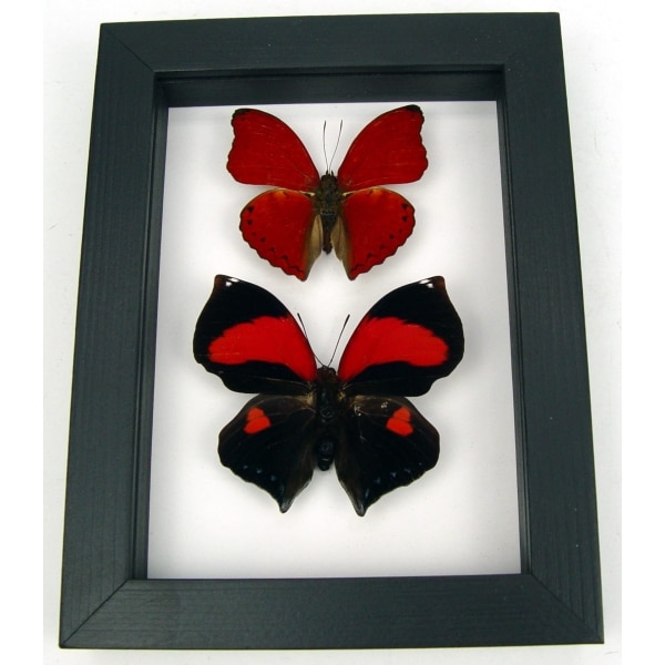 Red Heart Butterfly Set Real Framed Butterflies Taxidermy Classic Black Display