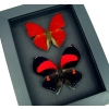 Red Heart Butterfly Set Real Framed Butterflies Moonlight Display