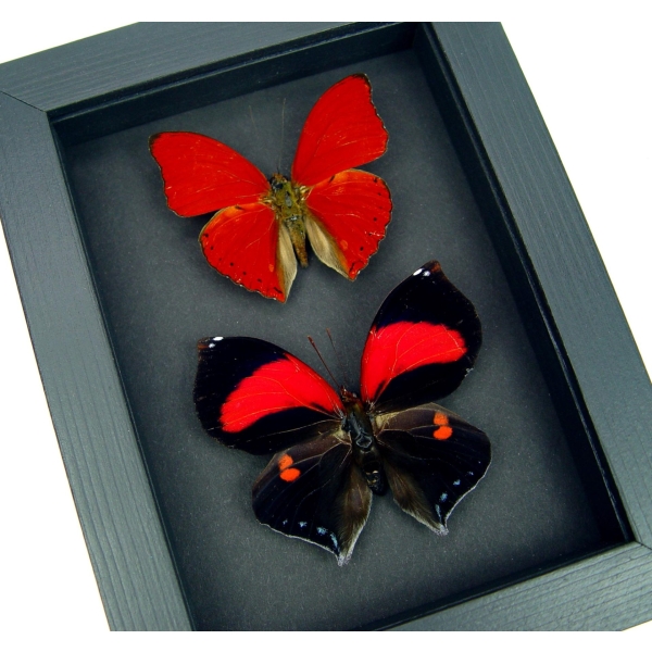 Red Heart Butterfly Set Real Framed Butterflies Moonlight Display