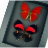 Red Heart Butterfly Set Real Framed Butterflies Moonlight Display