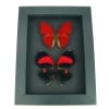Red Heart Butterfly Set Real Framed Butterflies Moonlight Display