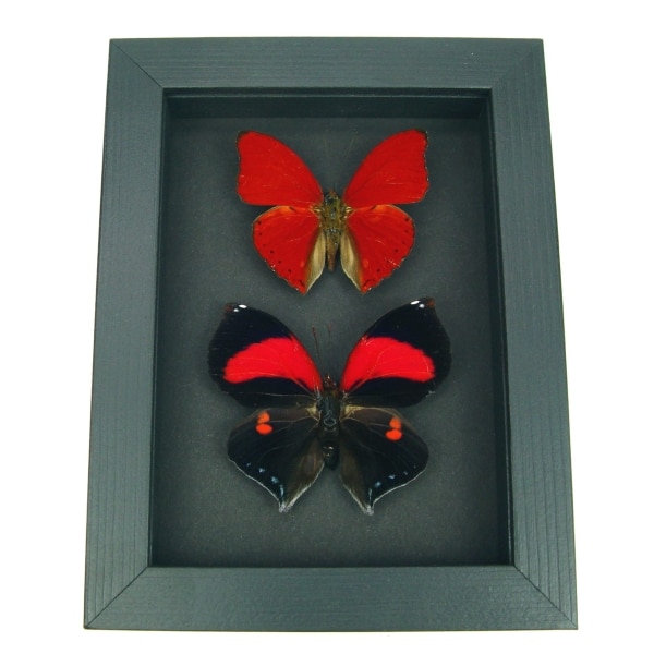 Red Heart Butterfly Set Real Framed Butterflies Moonlight Display