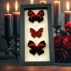 Red Heart Butterfly Collection Real Framed Butterflies Set Taxidermy Display