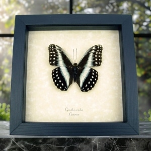 Real Framed African Butterfly Blue Striped Glider Cymothoe oemilius Taxidermy Display