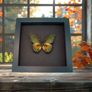 Euphaedra edwardsii Framed African Butterfly Edwards forester Moonlight Display