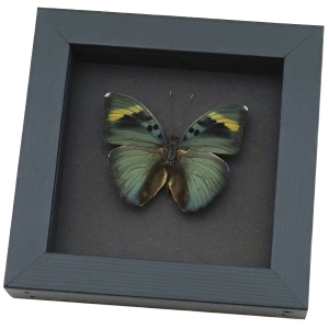 Euphaedra medon African Butterfly Widespread Forester Framed Taxidermy Moonlight Display