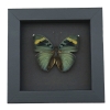 Euphaedra medon African Butterfly Widespread Forester Framed Taxidermy Moonlight Display