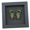 Euphaedra medon African Butterfly Widespread Forester Framed Taxidermy Moonlight Display