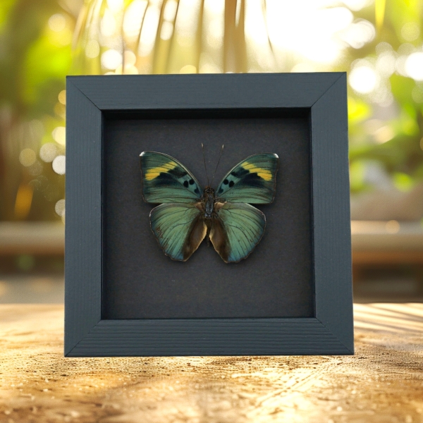 Euphaedra medon African Butterfly Widespread Forester Framed Taxidermy Moonlight Display