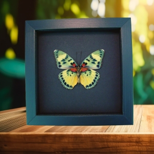 Euphaedra aureola female African Butterfly Moonlight Display Framed Taxidermy