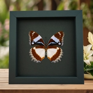 Real Framed Madagascar Diadem Butterfly Hypolimnas dexithea Verso Taxidermy Moonlight Display
