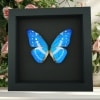 Morpho cypris Blue Morpho Butterfly Moonlight Display Framed Taxidermy