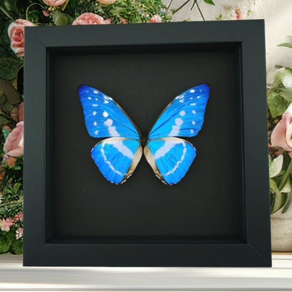 Morpho cypris Blue Morpho Butterfly Moonlight Display Framed Taxidermy