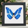 Morpho cypris Blue Morpho Framed Butterfly Taxidermy Classic Black Display