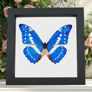 Morpho cypris Blue Morpho Framed Butterfly Taxidermy Classic Black Display