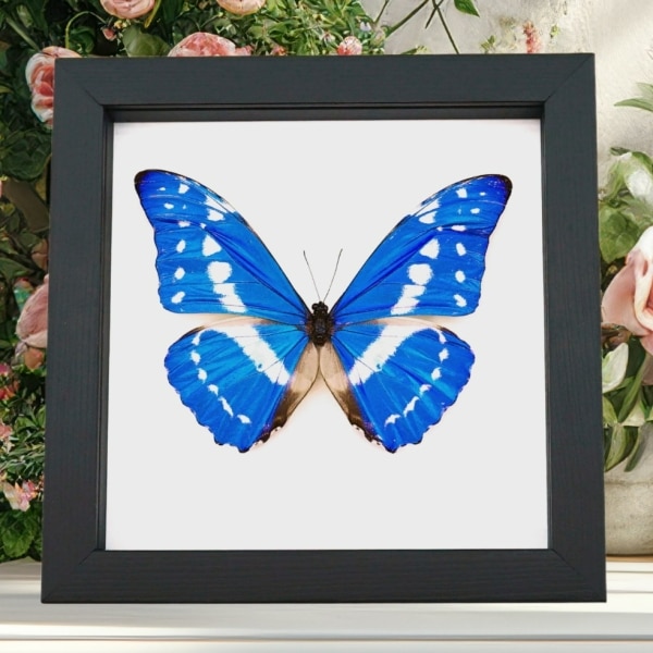 Morpho cypris Blue Morpho Framed Butterfly Taxidermy Classic Black Display