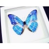 Morpho cypris Blue Morpho Butterfly Vibrant White Display Framed Taxidermy