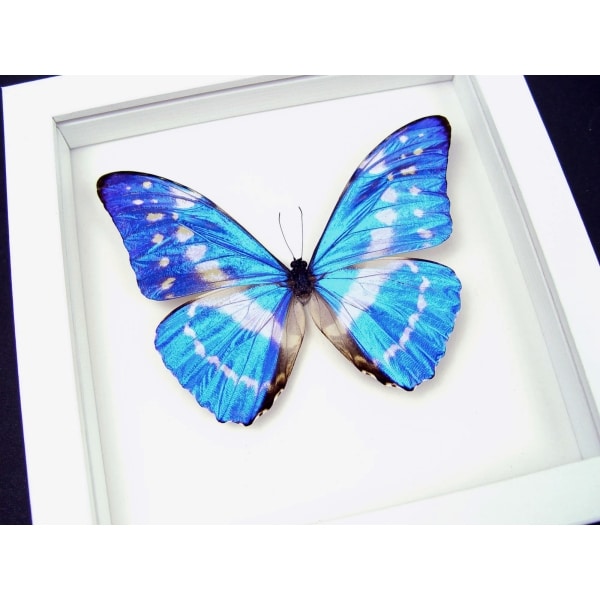 Morpho cypris Blue Morpho Butterfly Vibrant White Display Framed Taxidermy