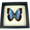 Morpho helenor Female XL Framed Blue Butterfly Taxidermy Display