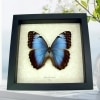 Morpho helenor Female XL Framed Blue Butterfly Taxidermy Display