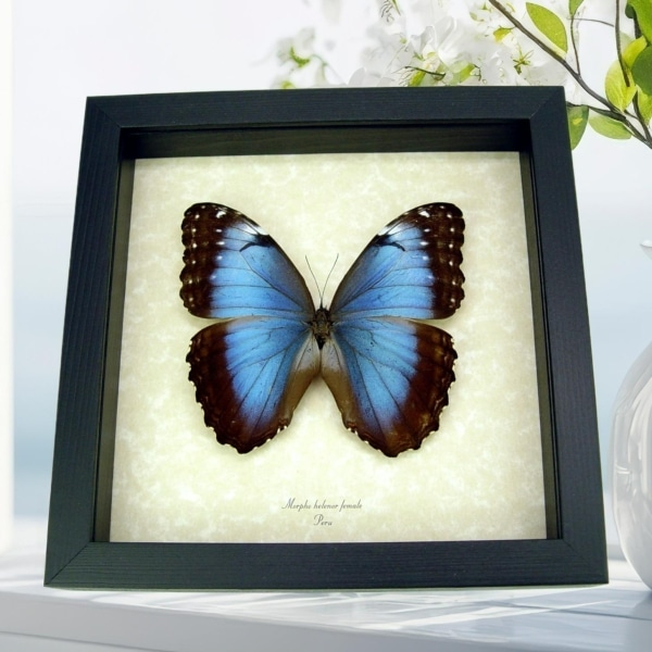 Morpho helenor Female XL Framed Blue Butterfly Taxidermy Display