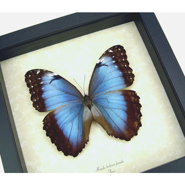 Morpho helenor Female XL Framed Blue Butterfly Taxidermy Display