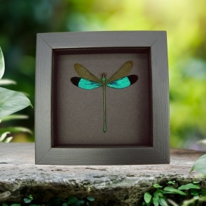 Neurobasis chinensis Emerald Green Damselfly Real Framed Taxidermy Moonlight Display