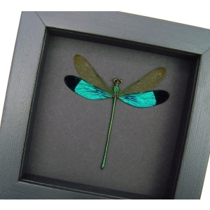Neurobasis chinensis Emerald Green Damselfly Real Framed Taxidermy Moonlight Display