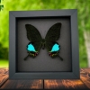 Papilio karna Jungle Jade Swallowtail Butterfly Framed Insect Moonlight Display
