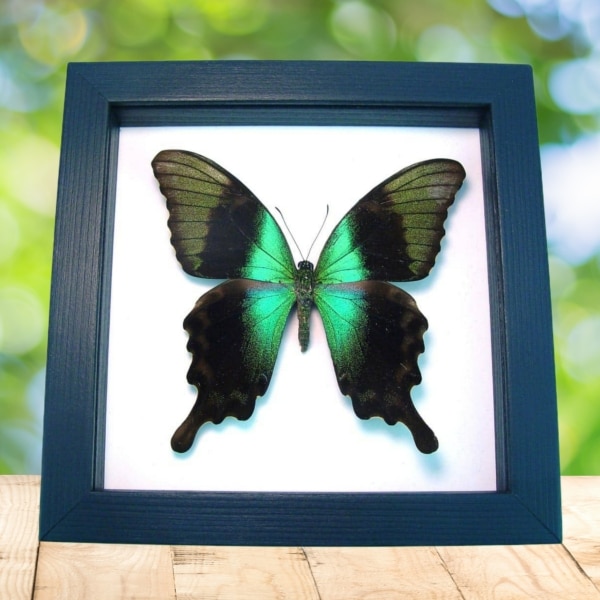 Green Swallowtail Butterfly Papilio peranthus adamantius Classic Black Display Framed Taxidermy