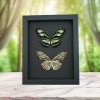 Real Framed Green Butterflies Philaethria dido Pair Butterfly Taxidermy Moonlight Display